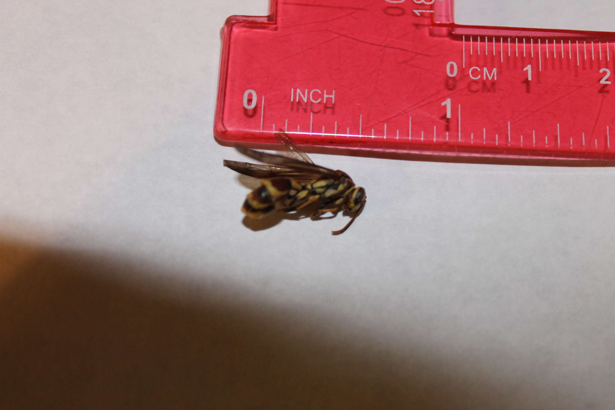 Image of Wasp