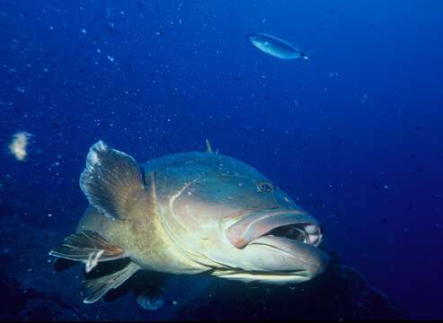 Image of Dusky Grouper