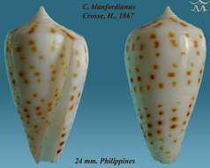 Image of Conus blanfordianus Crosse 1867