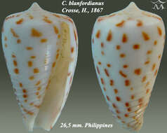 Conus blanfordianus Crosse 1867的圖片