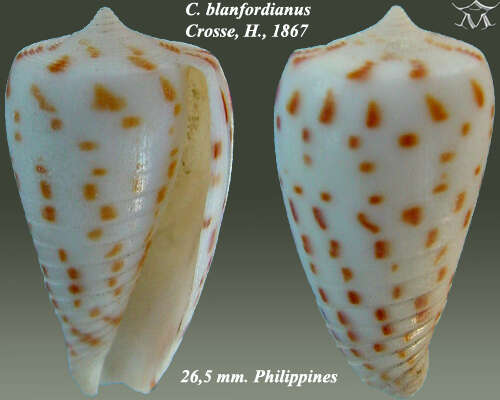 Image of Conus blanfordianus Crosse 1867
