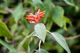 Image of Colquhounia coccinea Wall.