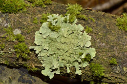 lichen greenshield common sa cc