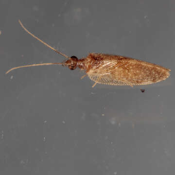 Image of Barber's brown lacewing