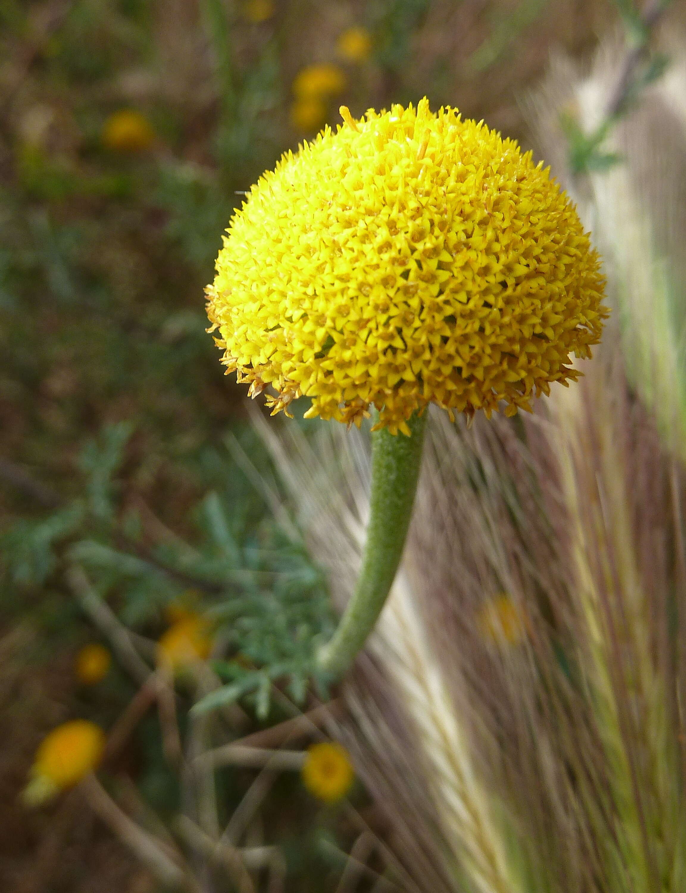 Image of Anacyclus valentinus L.