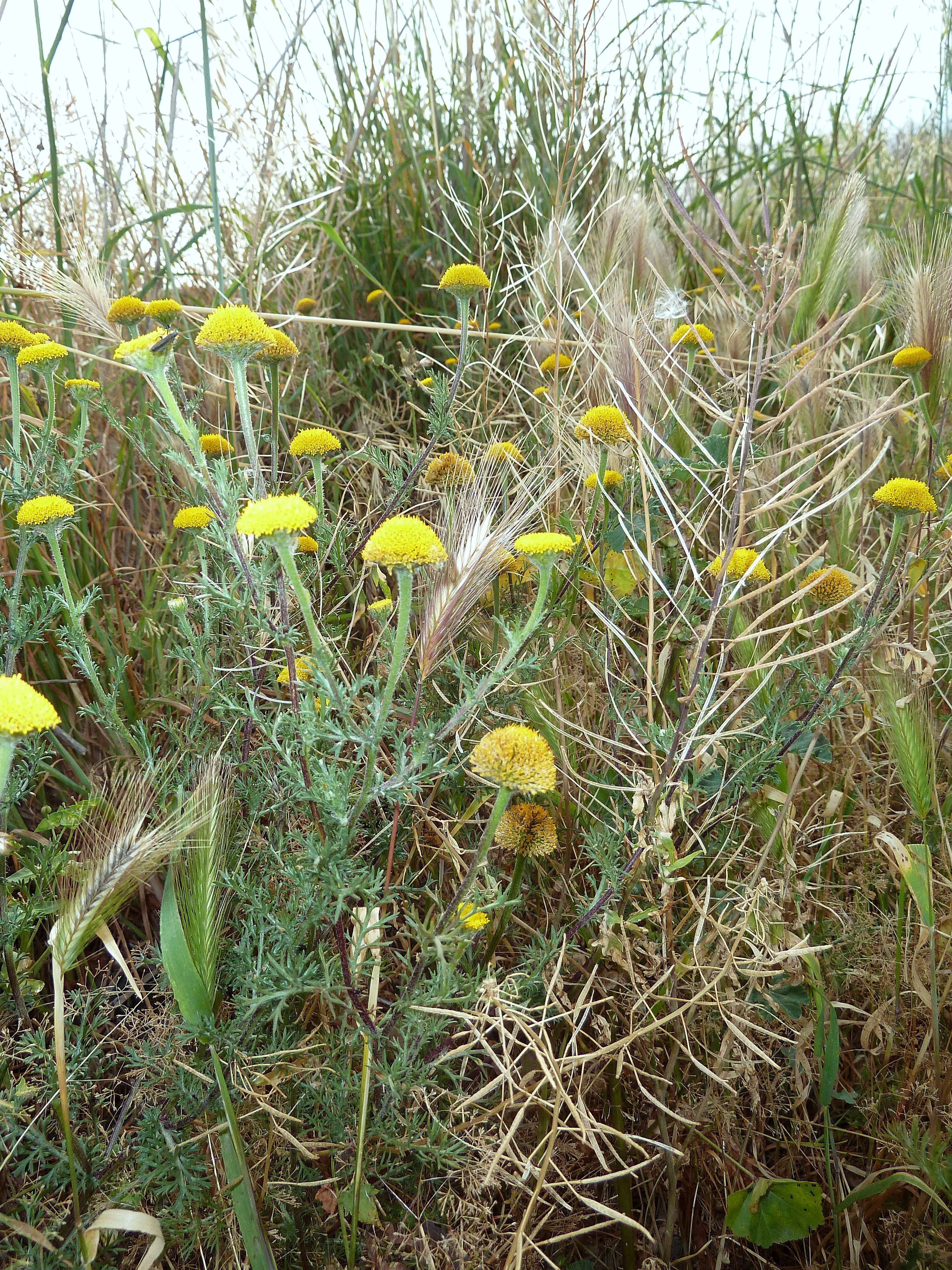 Image of Anacyclus valentinus L.