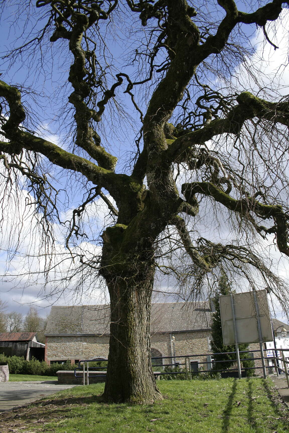 Image of Wych elm