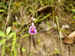 Image of Epidendrum calanthum Rchb. fil. & Warsz.