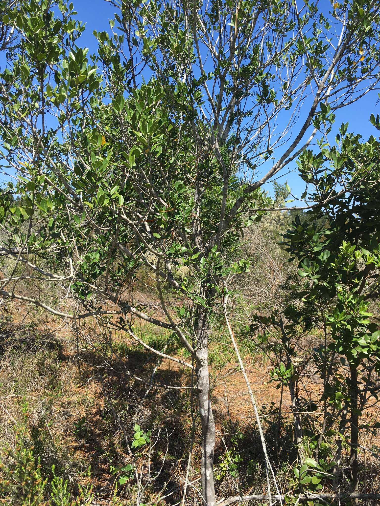 Image of Noronhia foveolata (E. Mey.) Hong-Wa & Besnard