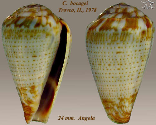 صورة Conus bocagei Trovão 1978