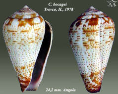 صورة Conus bocagei Trovão 1978