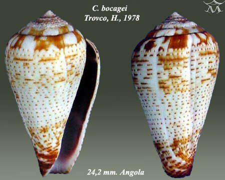 صورة Conus bocagei Trovão 1978