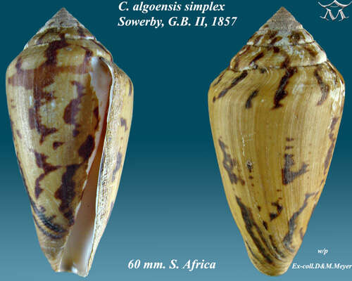 Image of algoa cone