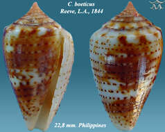 Image de Conus boeticus Reeve 1844