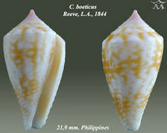 Image de Conus boeticus Reeve 1844