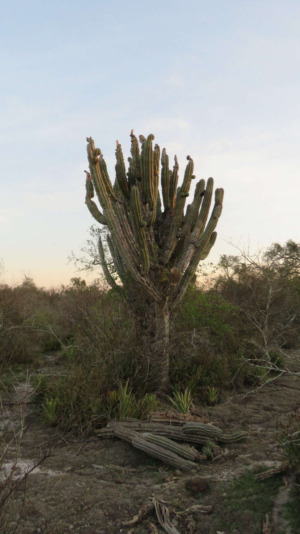 Image of Toothpick Cactus