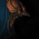 Image of Peach-throated Monitor