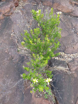 Image of Barleria rotundifolia Oberm.