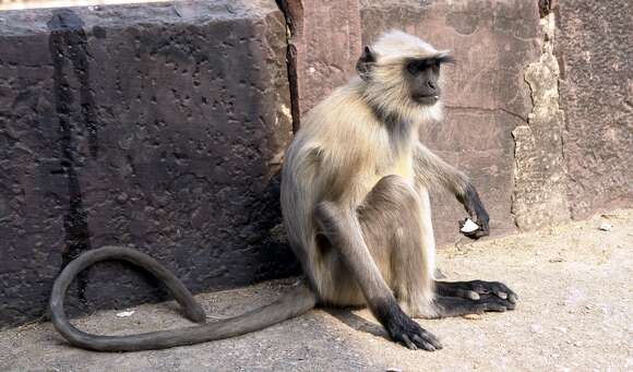 Image of Dussumier's Malabar Langur