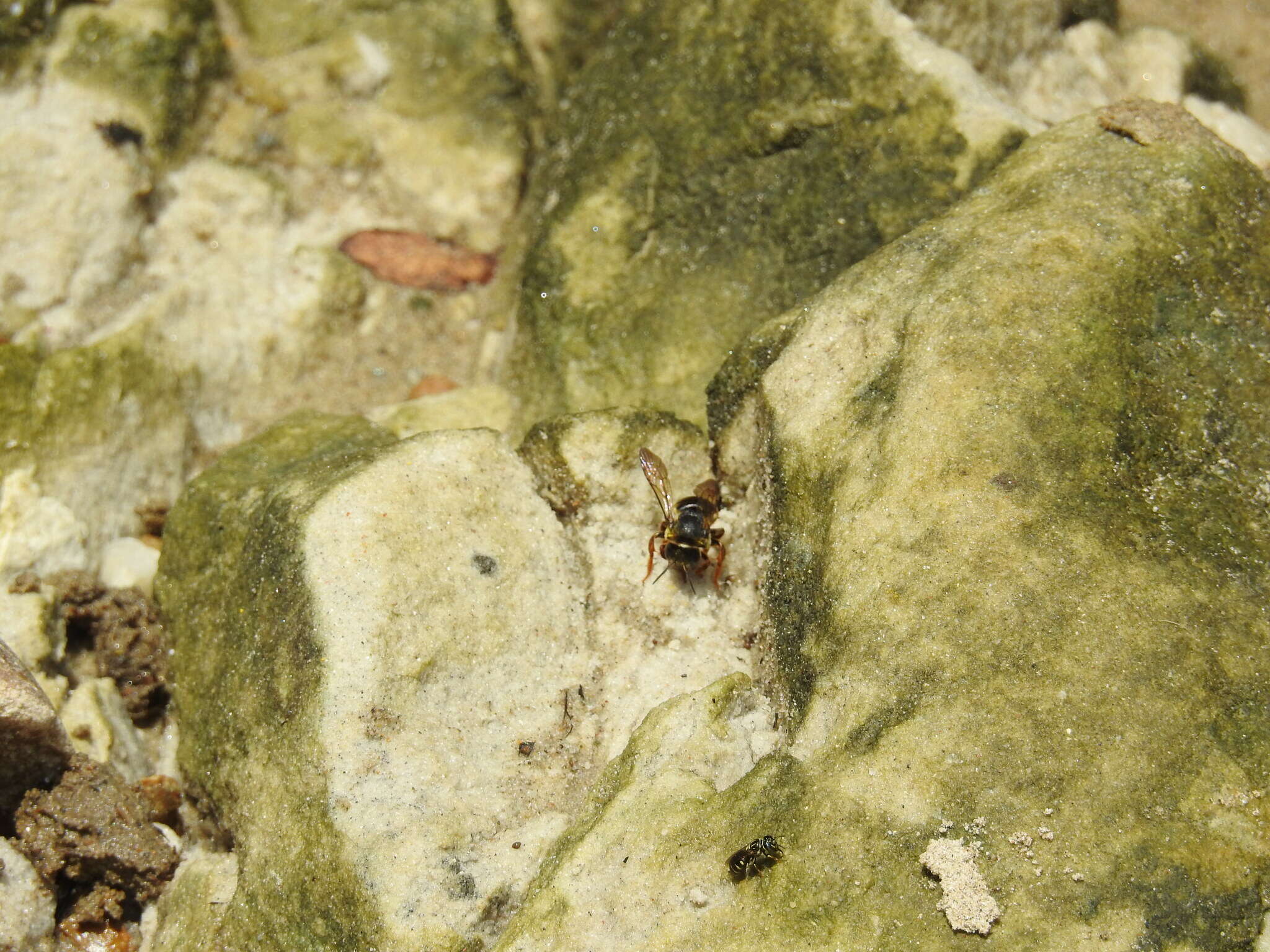 Image of Trachusa longicornis (Friese 1902)