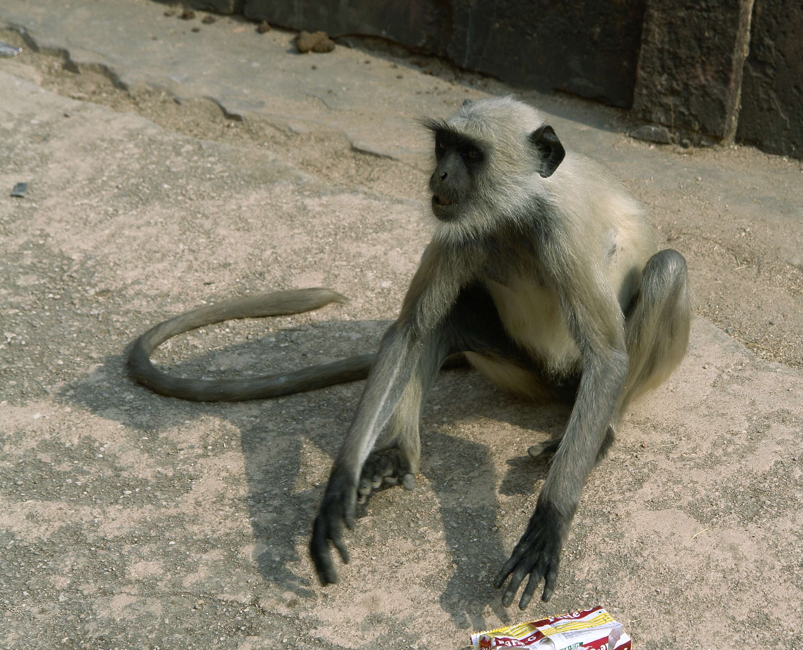 Image of Dussumier's Malabar Langur