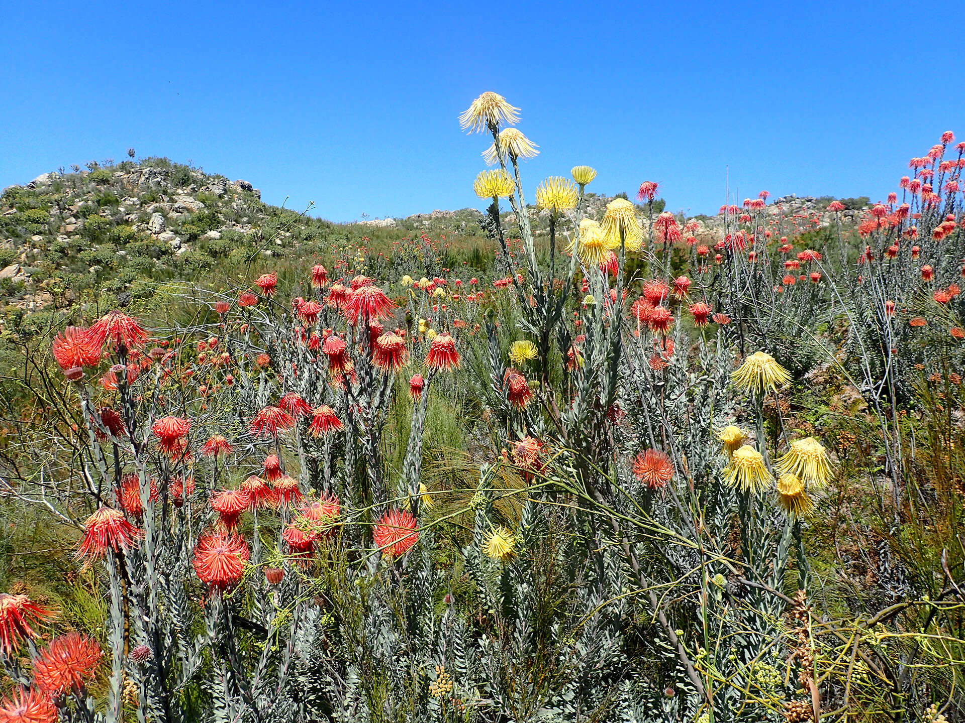 Image of Leucospermum reflexum var. luteum J. P. Rourke