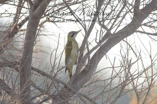 Image of Levaillant's Green Woodpecker