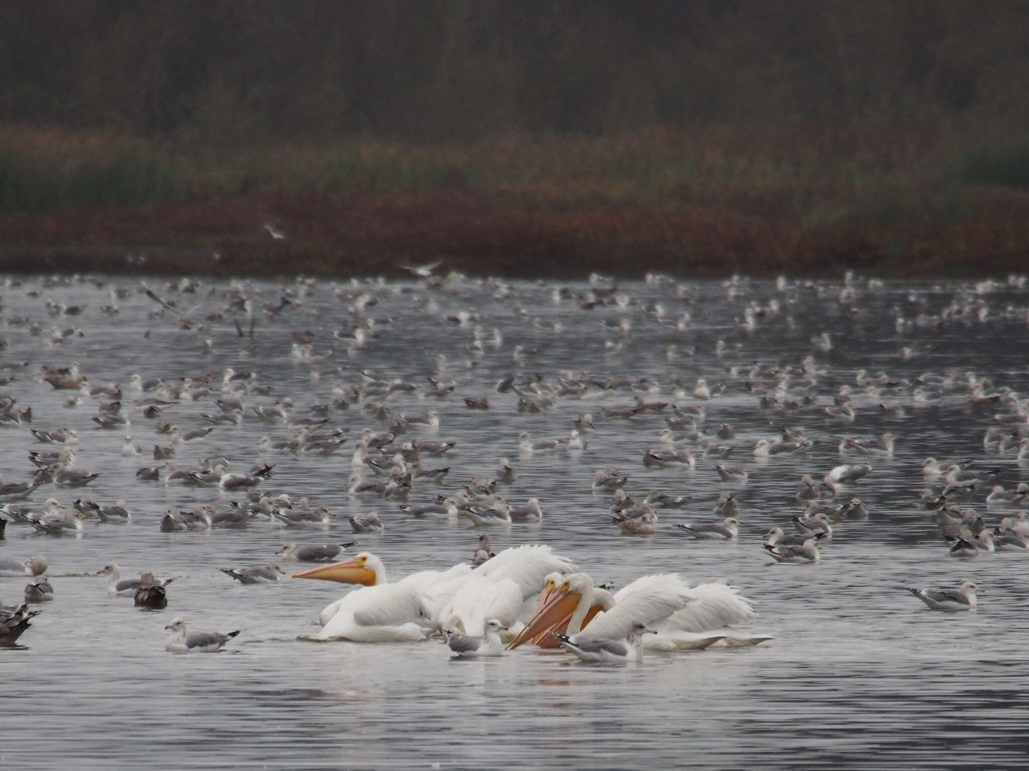 Image of American White Pelican