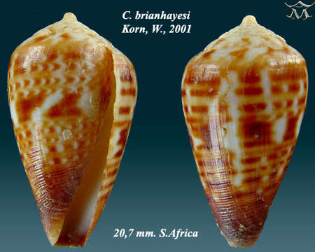 Image de Conus brianhayesi Korn 2001