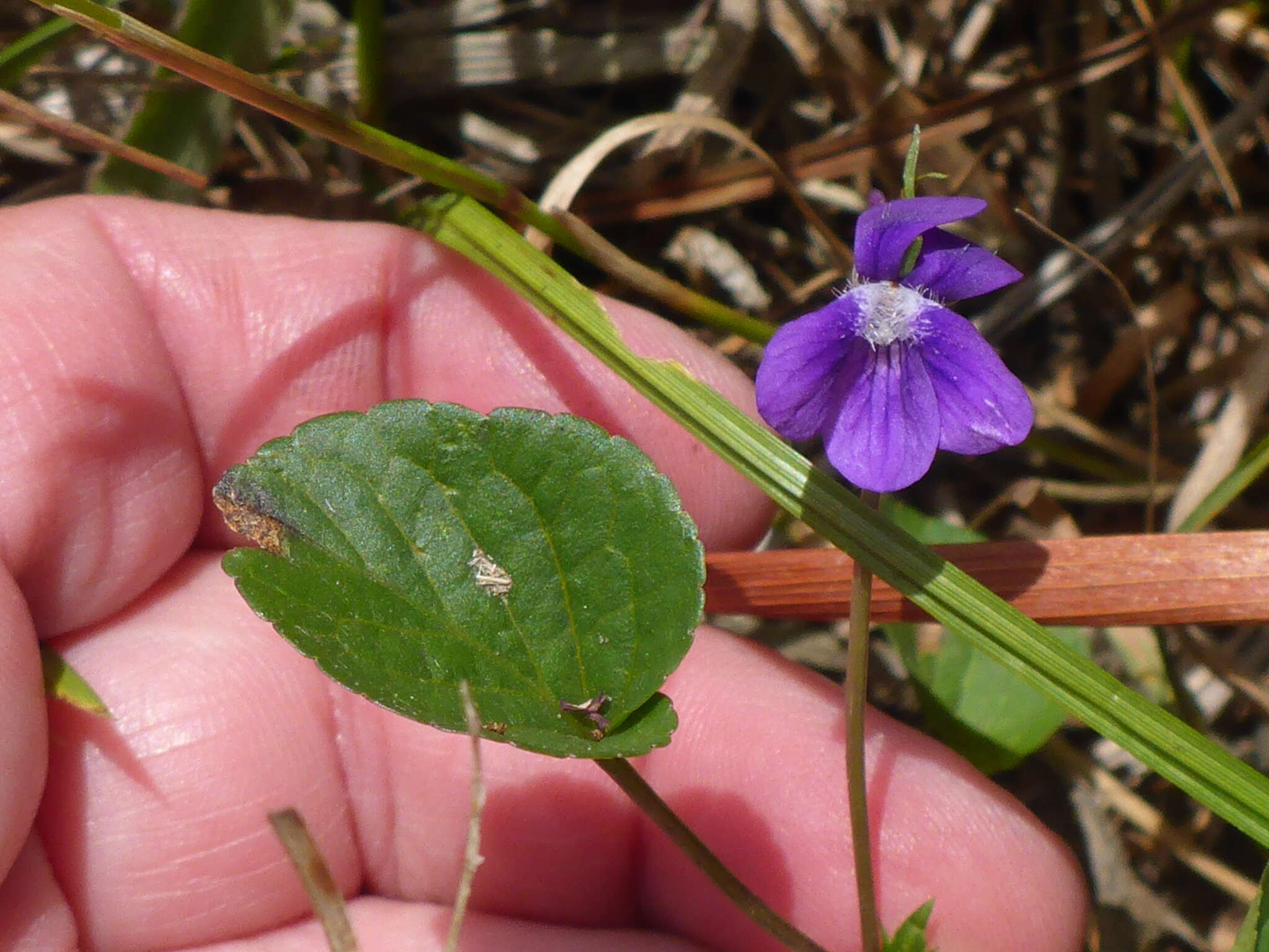 Image of Early Blue (Hook) Violet