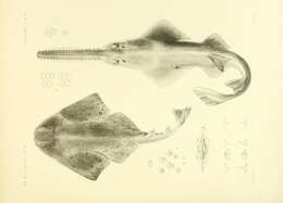 Image of Pacific Angel Shark