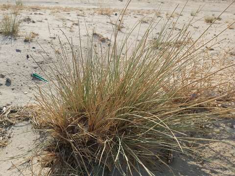 Image of Cyperus conglomeratus Rottb.