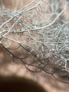 Image of cavern beard lichen