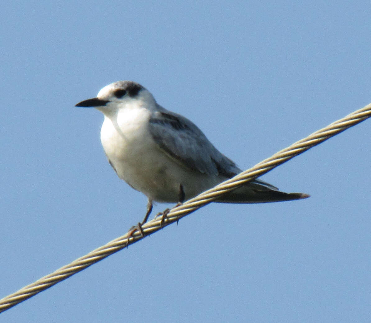 Image of Whiskered Tern