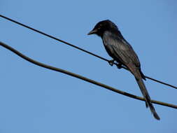 Image of Black Drongo