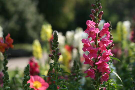 Plancia ëd Antirrhinum majus L.