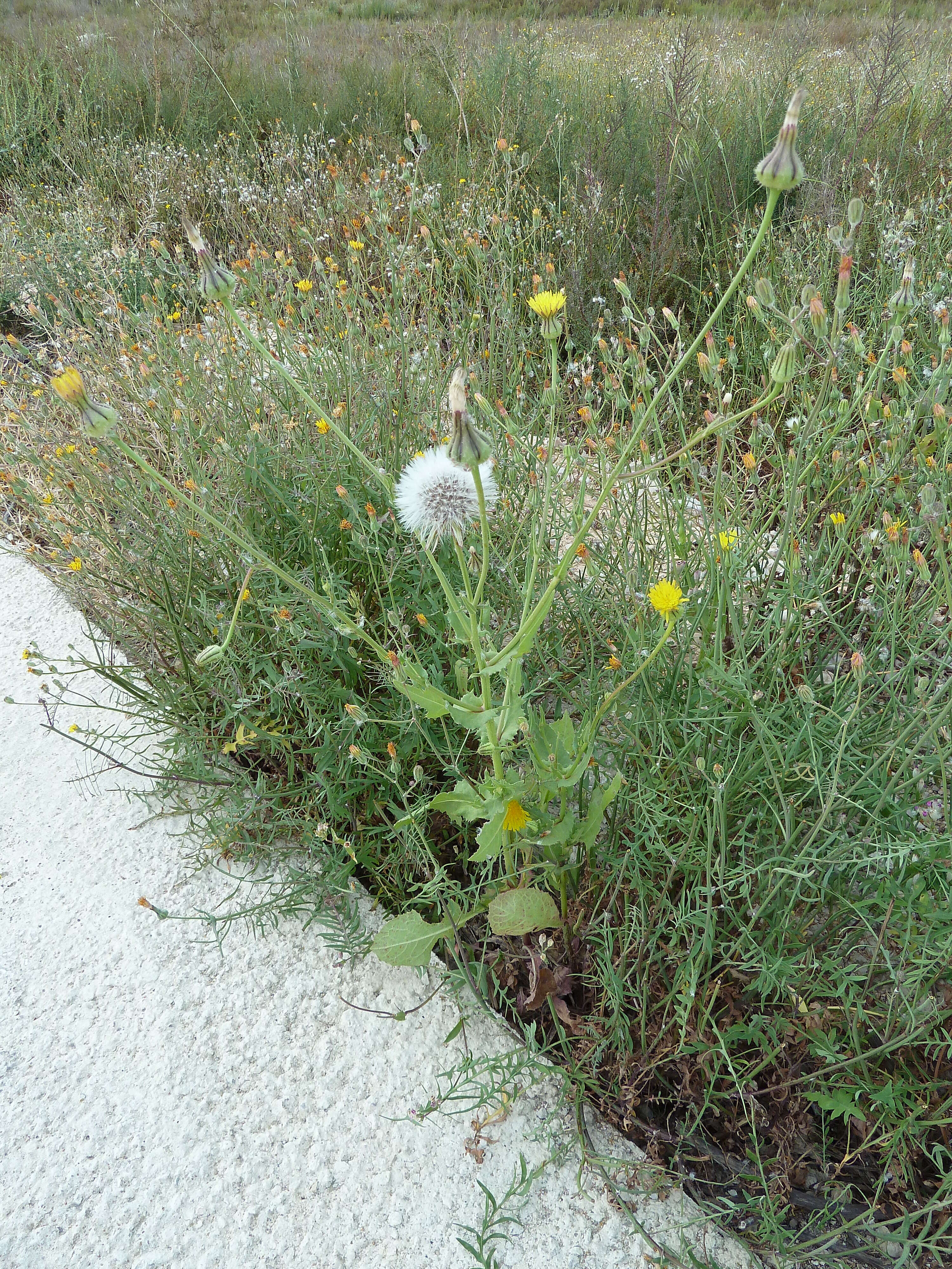 Sivun Urospermum picroides (L.) Scop. ex F. W. Schmidt kuva