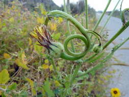 Image of prickly golden-fleece