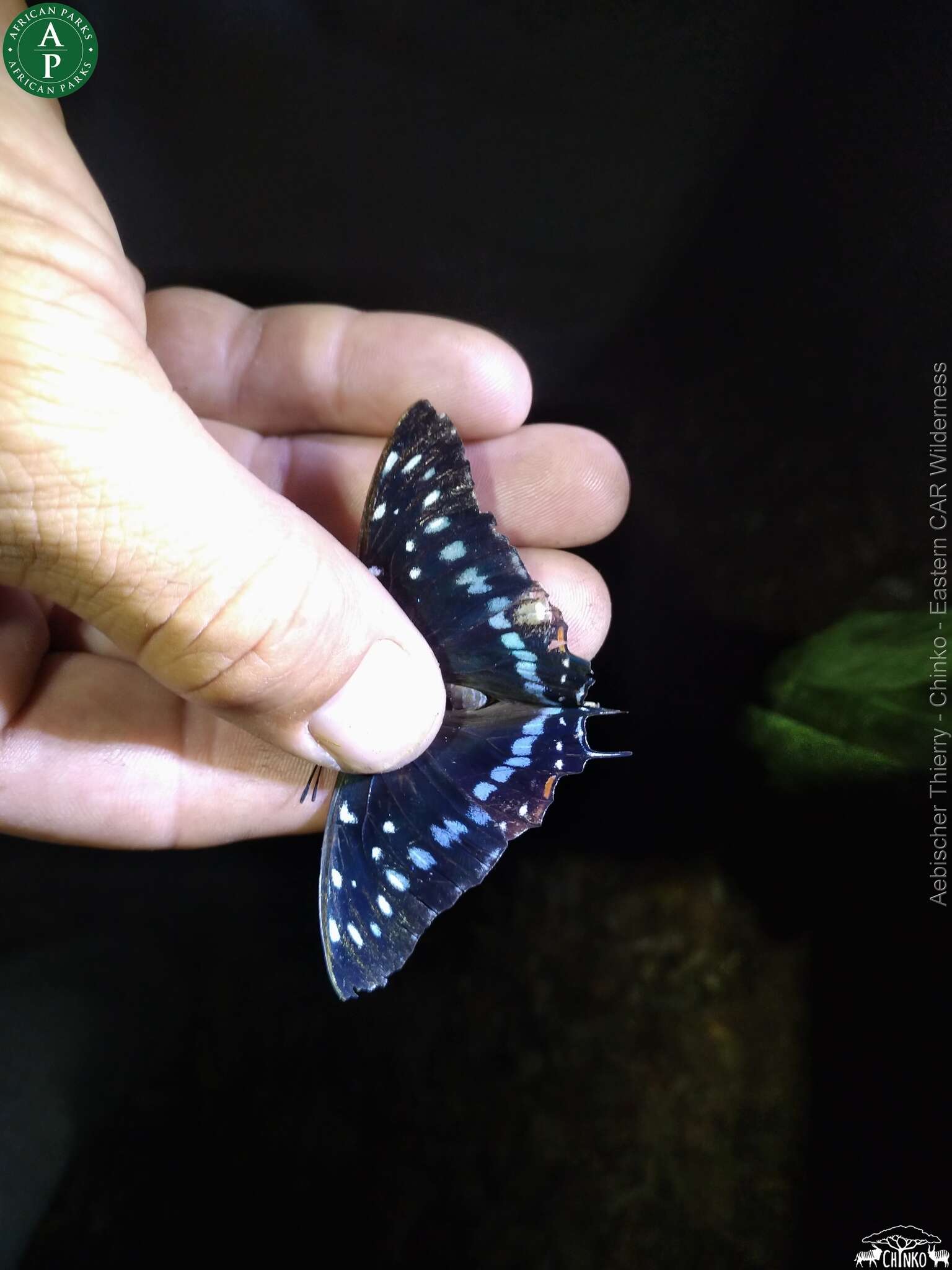 Imagem de Charaxes etesipe Godart 1824