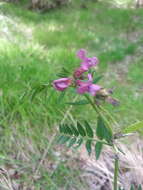 Image of bush vetch