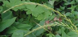 Image of Italian Rye Grass