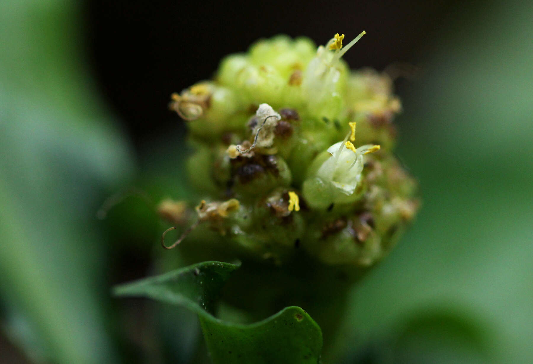 Image of marble berry