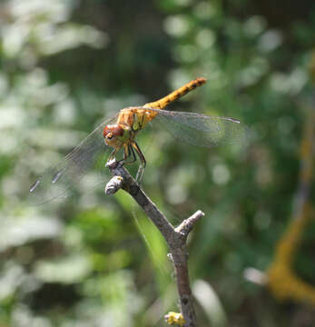 Image of <i>Sympetrum <i>striolatum</i></i> striolatum