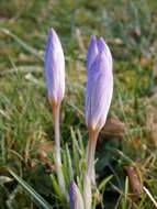 Plancia ëd Crocus etruscus Parl.