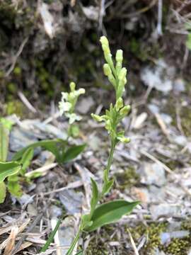 Plancia ëd Platanthera brevicalcarata Hayata