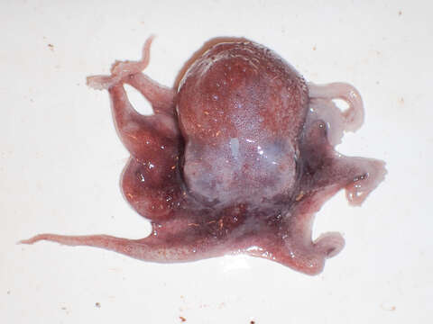 Image of spoonarm octopus