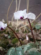 Image of Cyclamen coum Miller