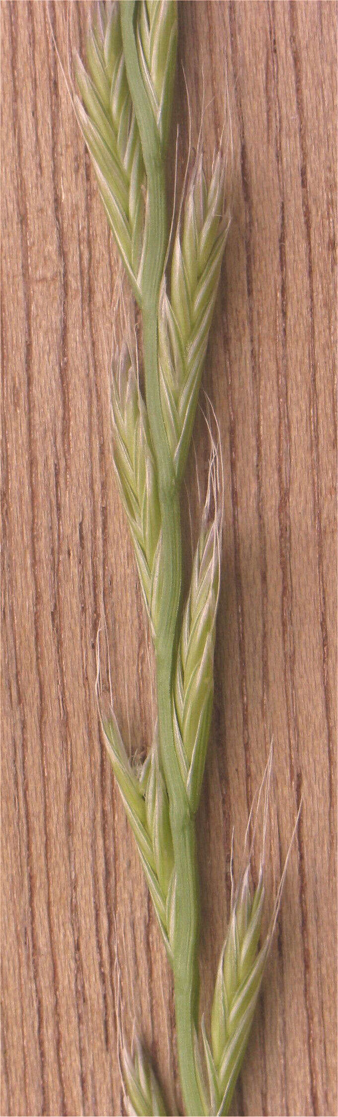 Image of Italian Rye Grass