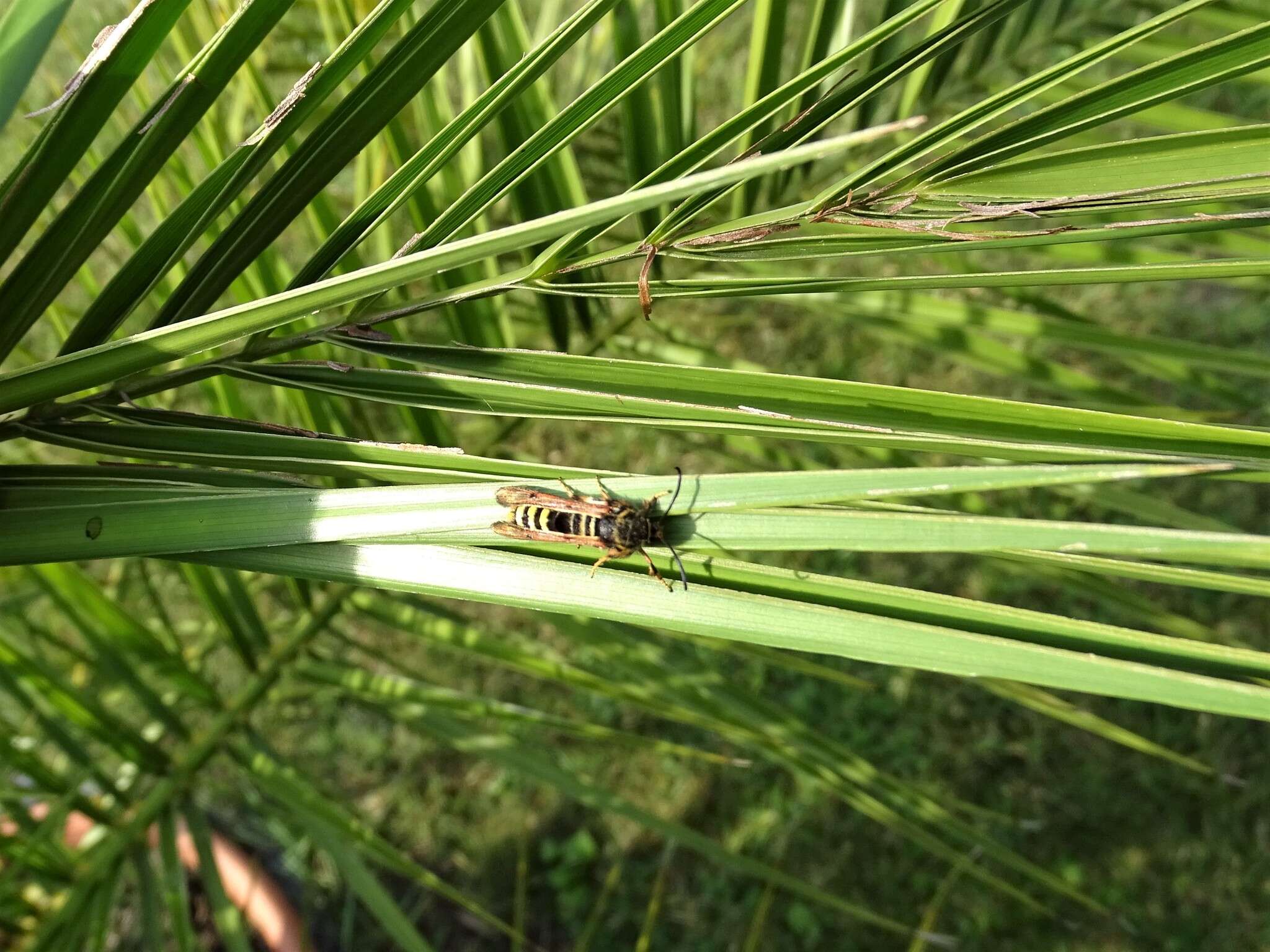 Image of Raspberry Clearwing