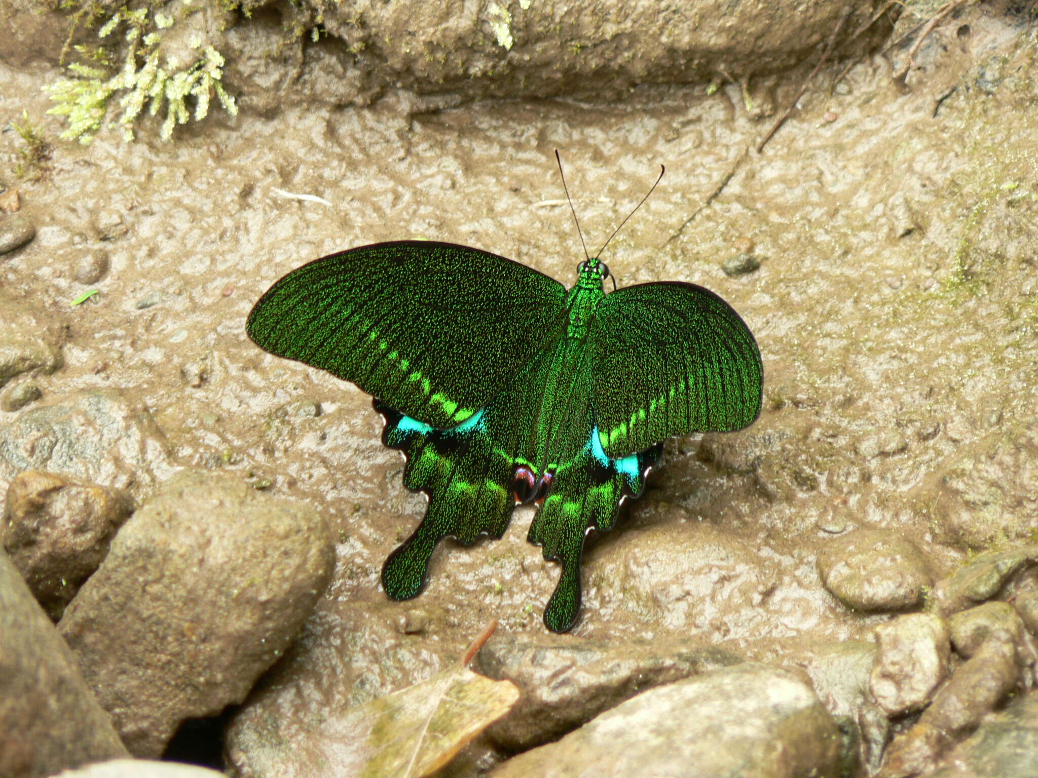 Image of Papilio paris Linnaeus 1758